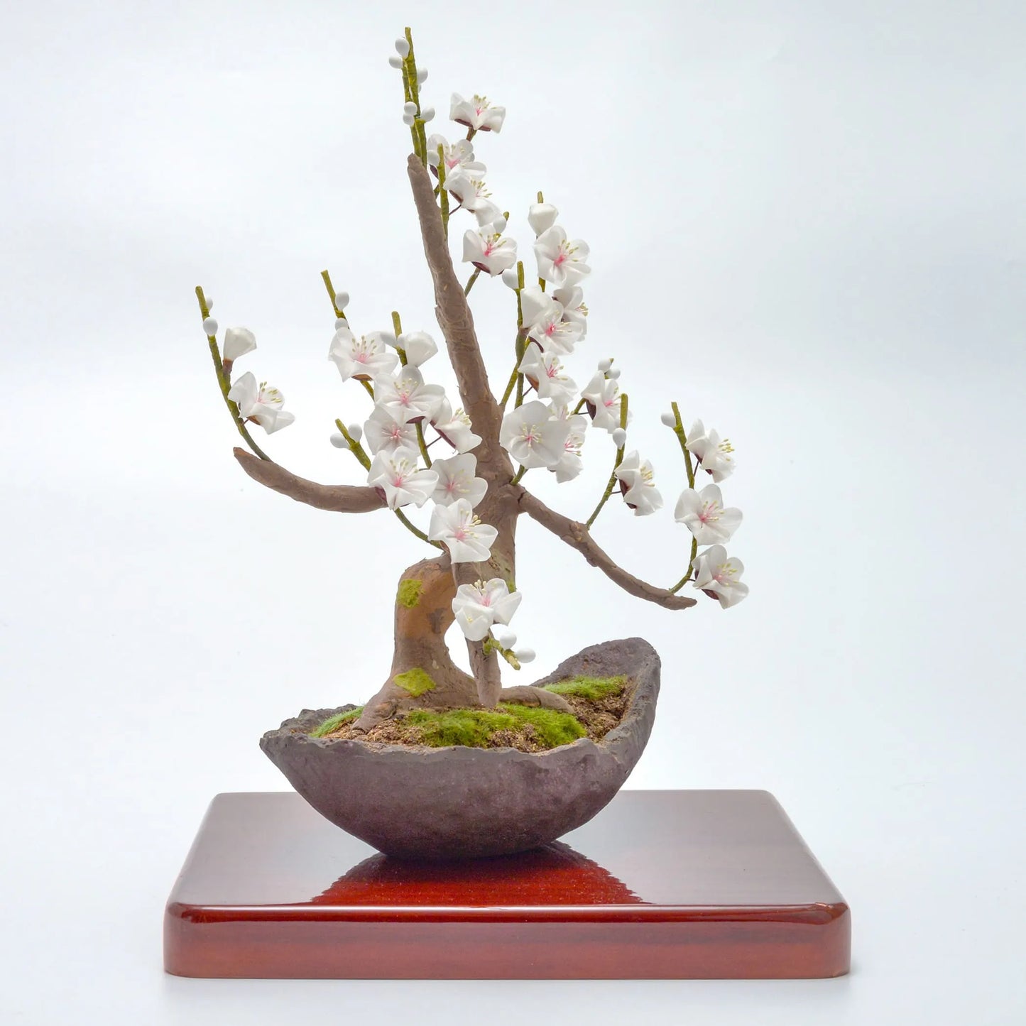 白梅(盆栽仕立て)