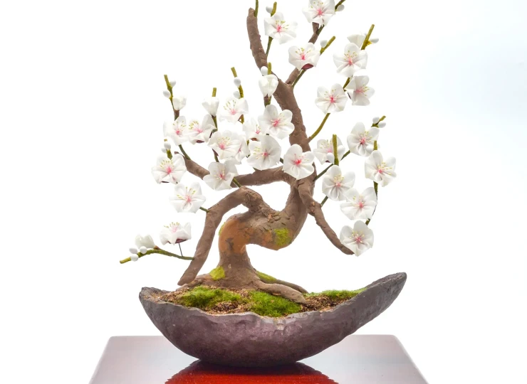 bonsai__white