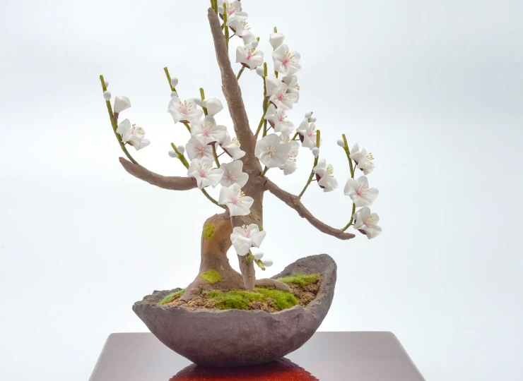 bonsai__white