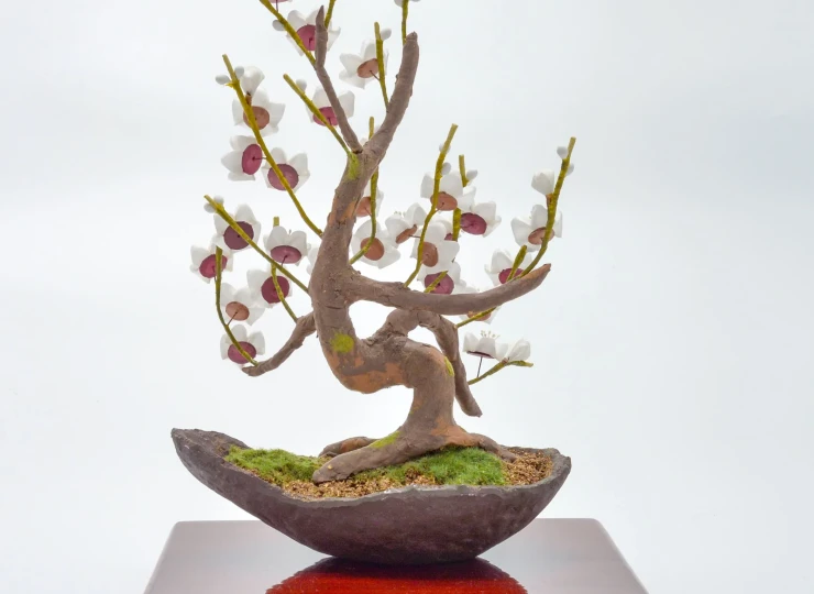 bonsai__white