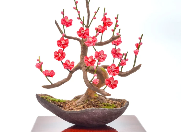 bonsai__red